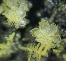 导热油硫氯检测